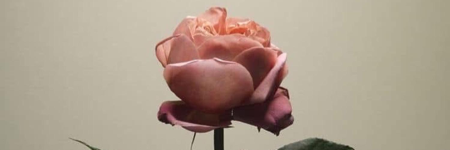 Rose Karolina  - Cover